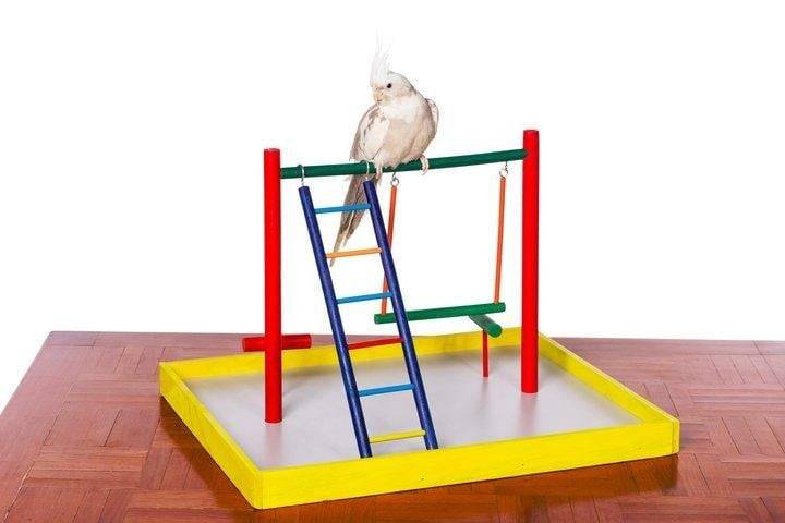 بريفيو بيت منصة لعب الكروان والكوكتيل - لعبة ببغاء مع سلم 6 مستويات Prevue Pet Playgrounds Cockatiel Court