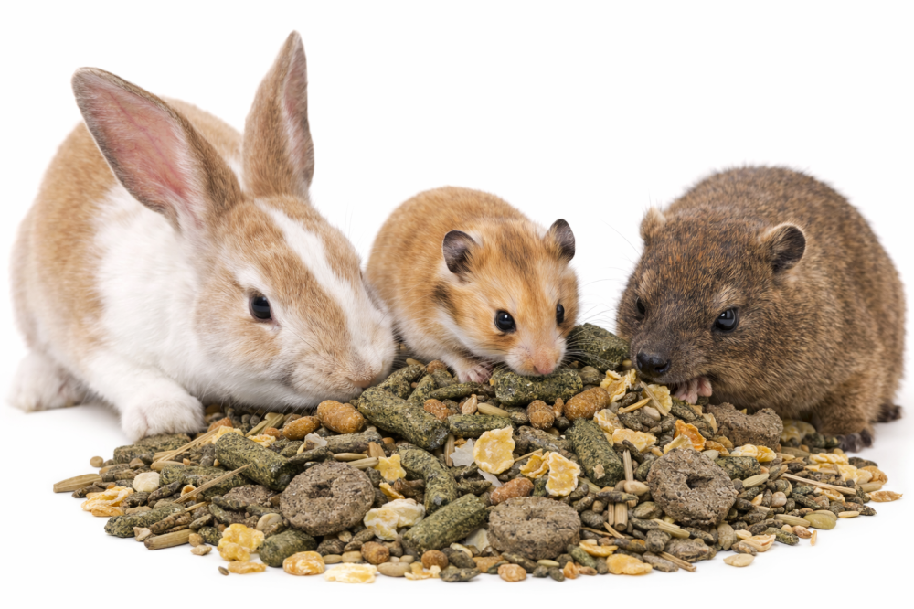 غذاء الهامستر والأرانب والوبر – Belgian Premium Hamster, Rabbit & Hyrax Mix 2.75kg