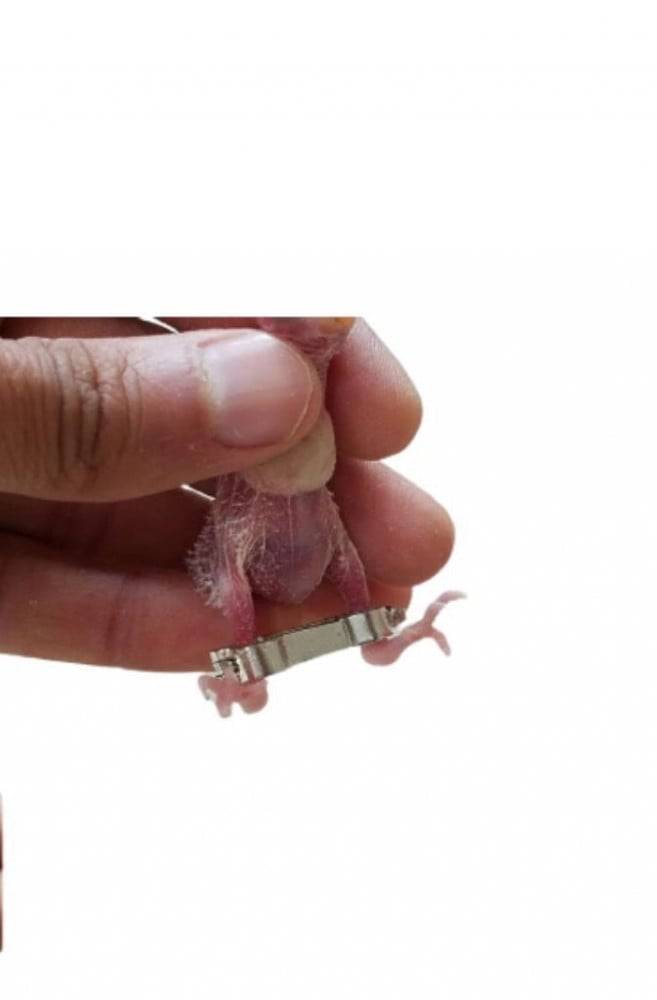 كلبشات الكساح لفروخ الروز والبادجي والفيشر مقاس صغير Treatment For Rickets Birds Size S