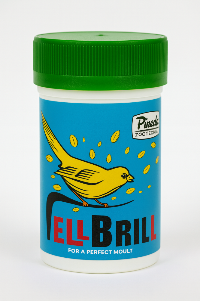 Vell Brill Pineta