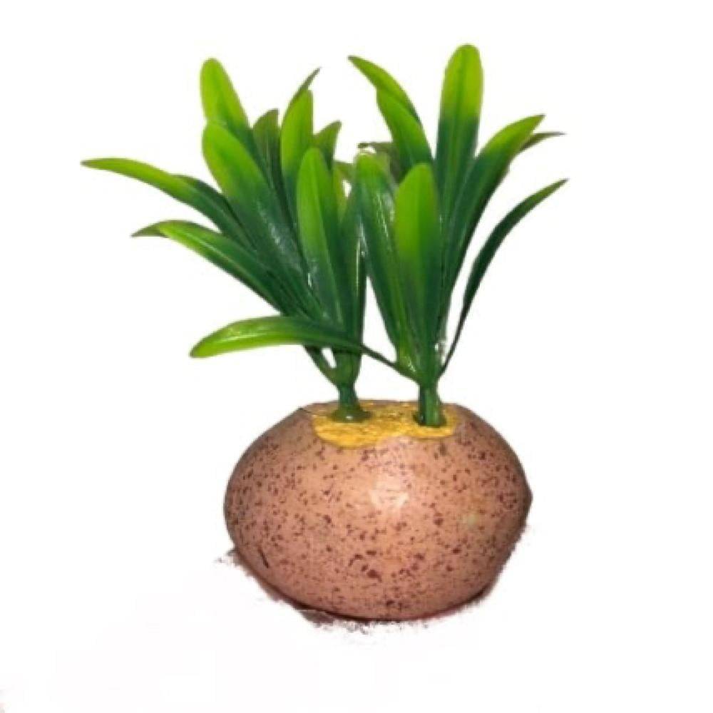 شجر نبات زينة حوض السمك
