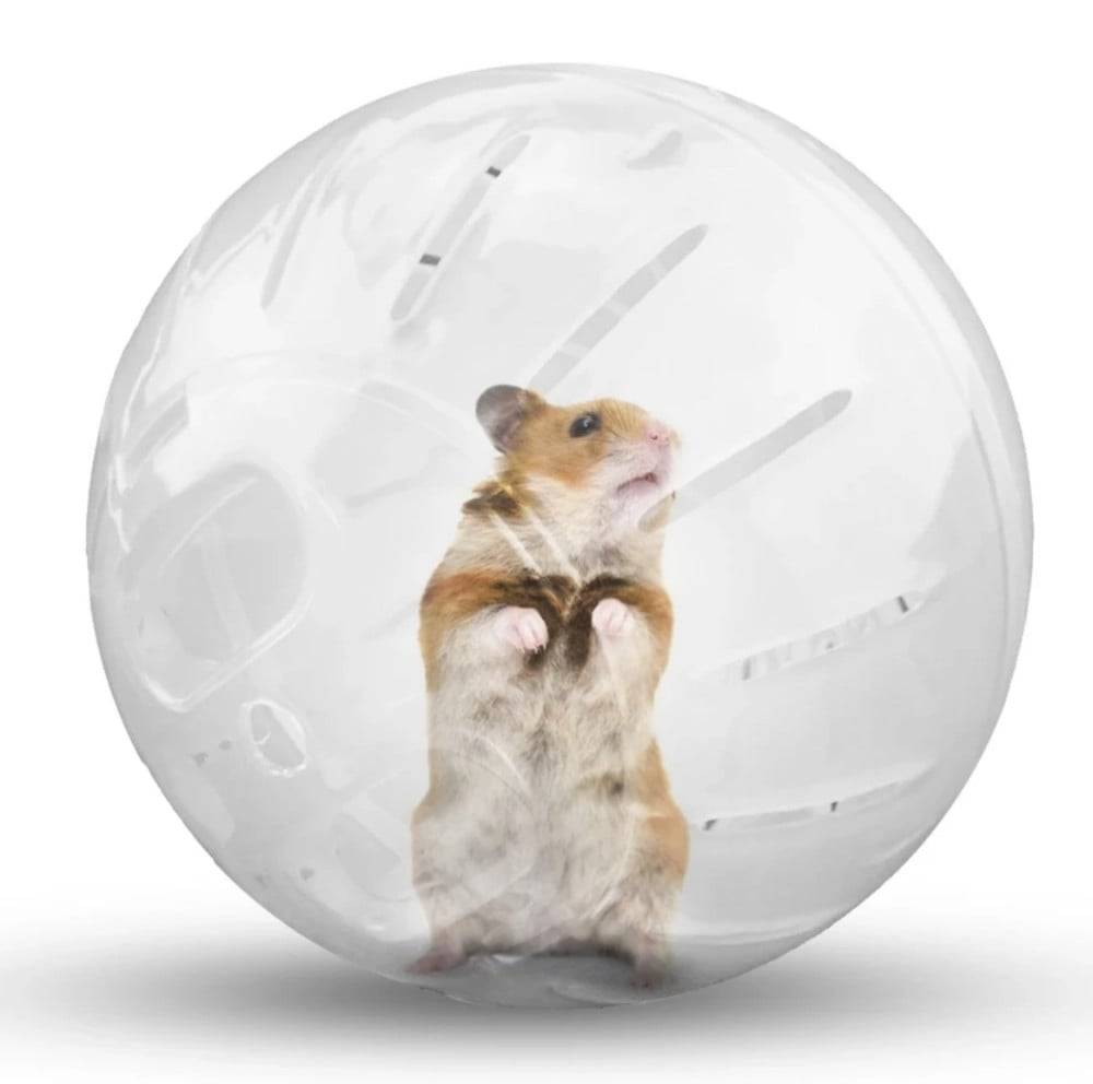 عجلة الهامستر حجم وسط - 14 سم Rainbow Ball For Hamsters & Gerbils