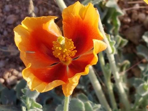 الشقر 100 بذرة Glaucium arabicum Fresen