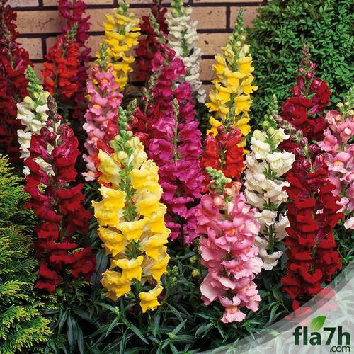 بذور زهور فم السمكة 50 بذرة Antirrhinum Majus