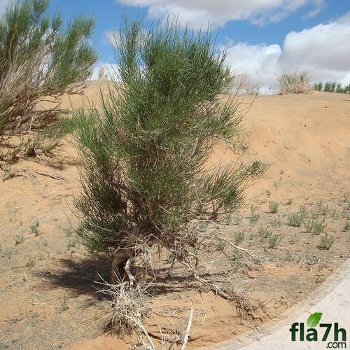 الغضا 50 بذرة - Haloxylon ammodendron