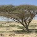 بذور شجرة السمر ( 50 بذرة )