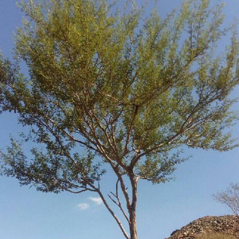 شجرة القرض 30 بذرة  - Acacia nilotica
