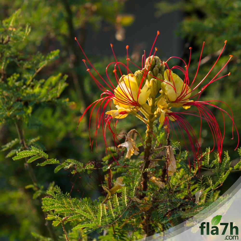 بذور سيسالبينيا أو زهرة الطاووس أحمر - 30 بذرة -  Caesalpinia gilliesii