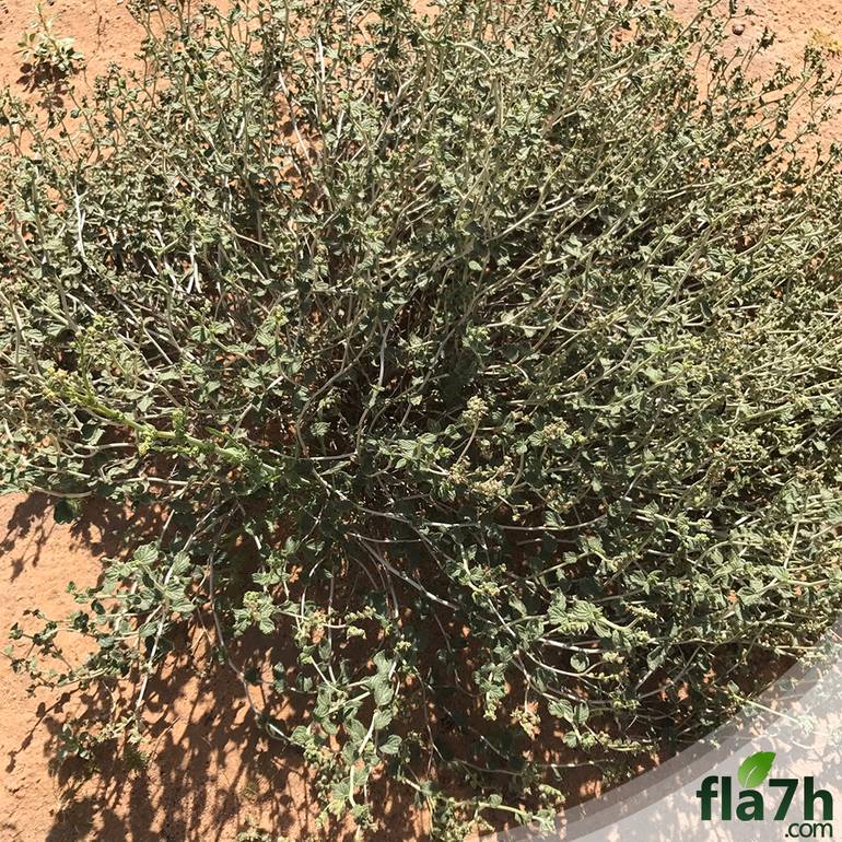 بذور نبات الكري 40 بذرة - Heliotropium digynum 