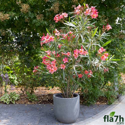 بذور الدفلة  40 بذرة Nerium oleander