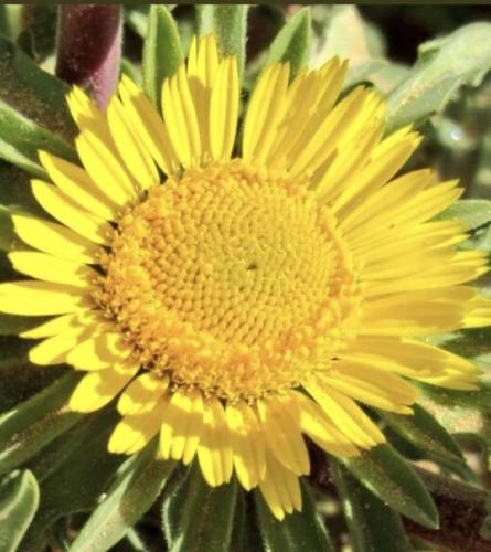 بذور نبات النيقدان أو النقد العطري - 5 ثمرات ( 100 بذرة تقريبًا ) -Asteriscus graveolens
