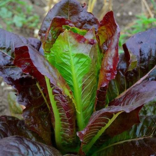 بذور الخس الارجواني 150 بذرة( Lactuca sativa )