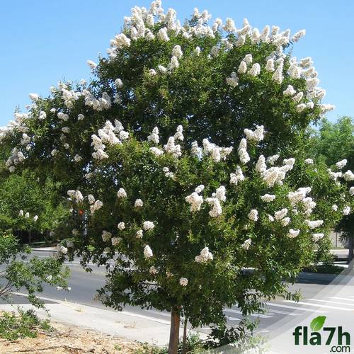شجرة تمر حنا 50 بذرة  - Lagerstroemia indica