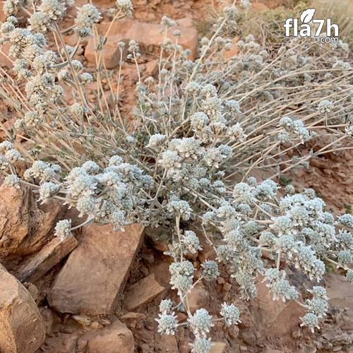 بذور شجرة الجعد -100 بذرة  Teucrium