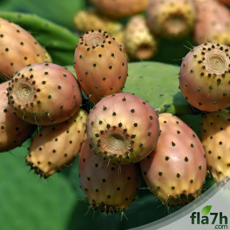 بذور التين الشوكي - 40 بذرة - Opuntia ficus-indica