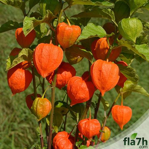 بذور الحرنكش - 100 بذرة - Physalis