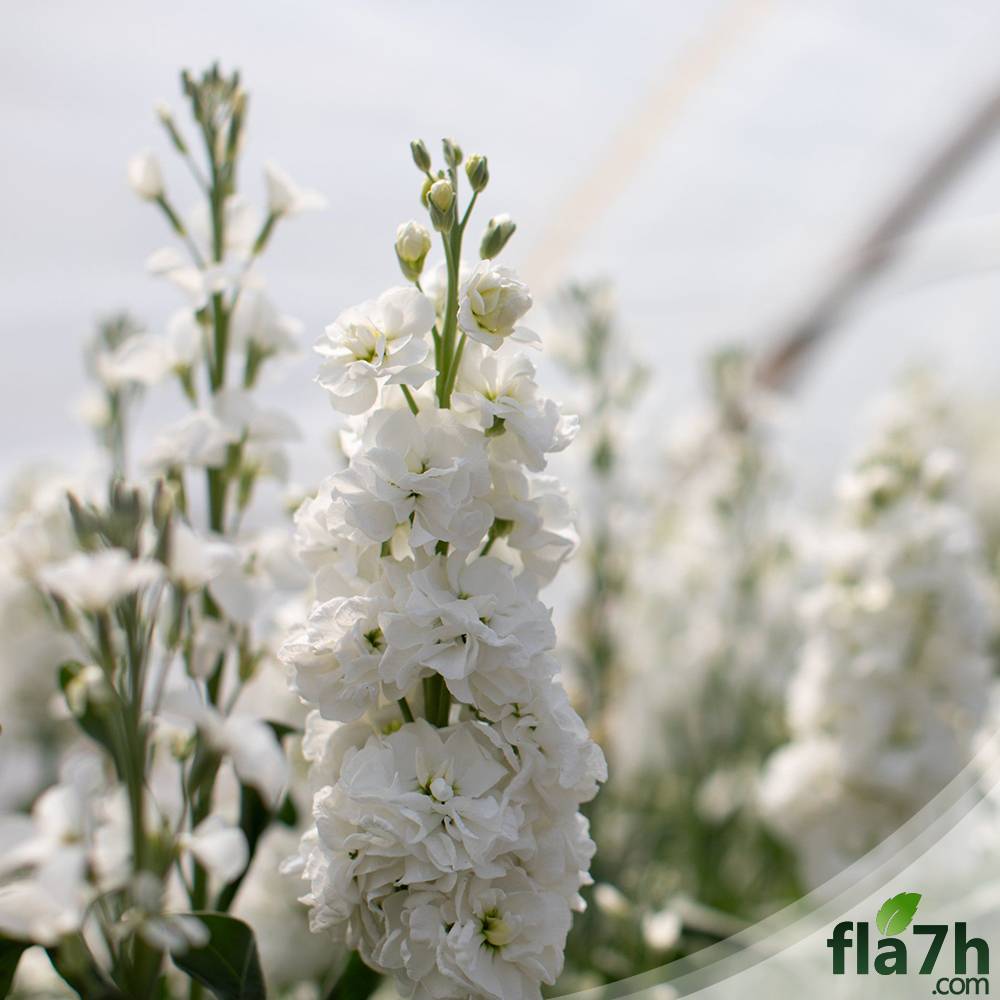 المنثور الابيض (Matthiola incana) 40 بذرة