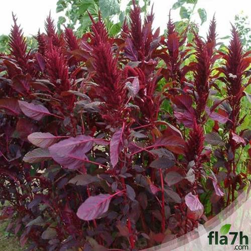  بذور الامرنتس - 50 بذرة - Amaranthus cruentus