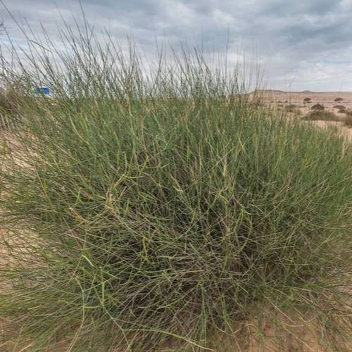 بذور المرخ ( 35 بذرة )