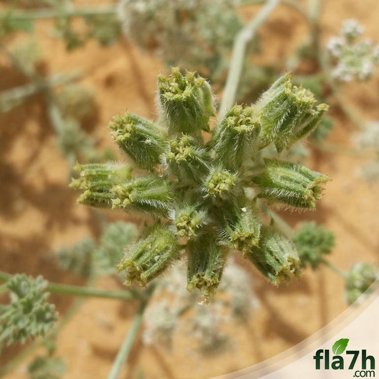 بذور نبات البسباس البري - 30 بذرة - anisosciadium lanatum