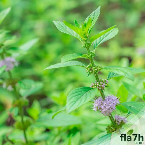 بذور النعناع  100 بذرة - Mentha
