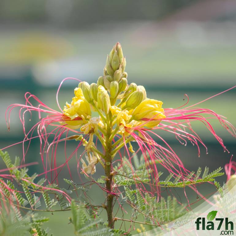 بذور سيسالبينيا أو زهرة الطاووس أحمر - 30 بذرة -  Caesalpinia gilliesii
