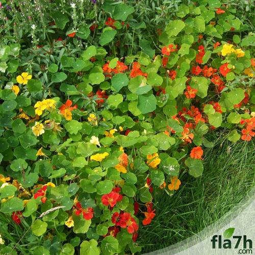 بذور أبو خنجر 15 بذرة  - Tropaeolum majus