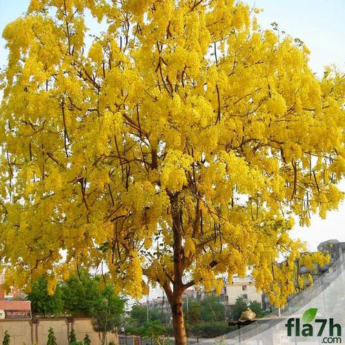 أكاسيا فيستولا 30 بذرة - Cassia fistula