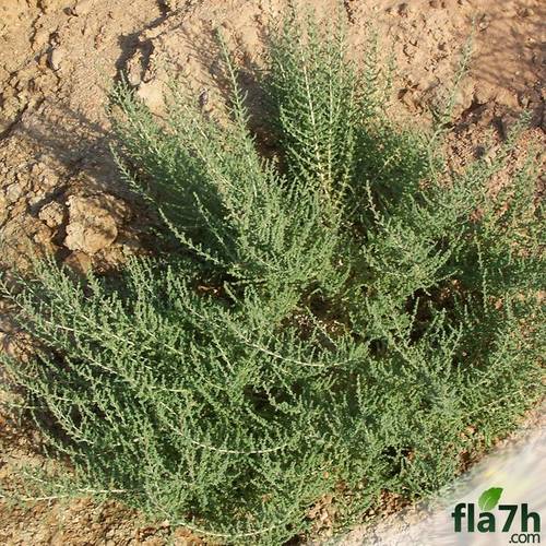 بذور نبات الفرس 1000 بذرة - Salsola Tetrandra