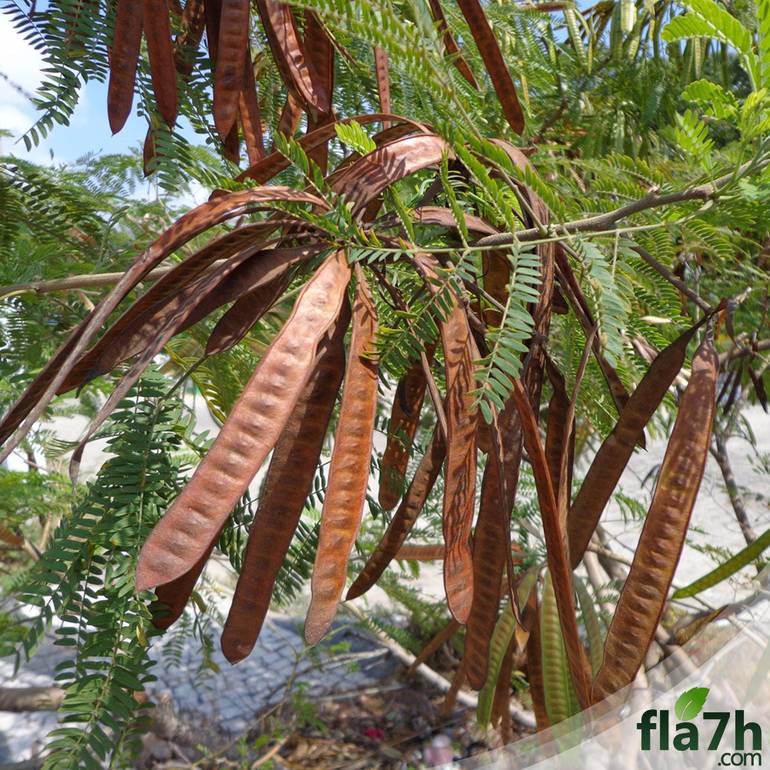 بذور شجرة اللوسينيا  200 بذرة - Leucaena leucocephala