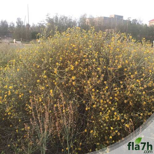 العرفج 300 بذرة - Rhanterium epapposum