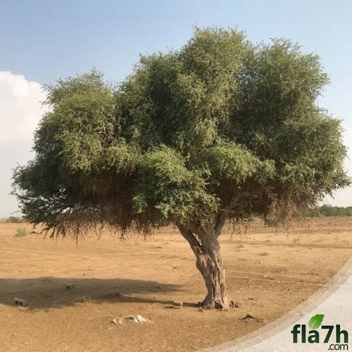 بذور شجرة السرح 25 بذرة  Maerua crassifolia