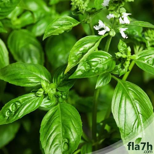بذور ريحان الطعام 50 بذرة - green basil