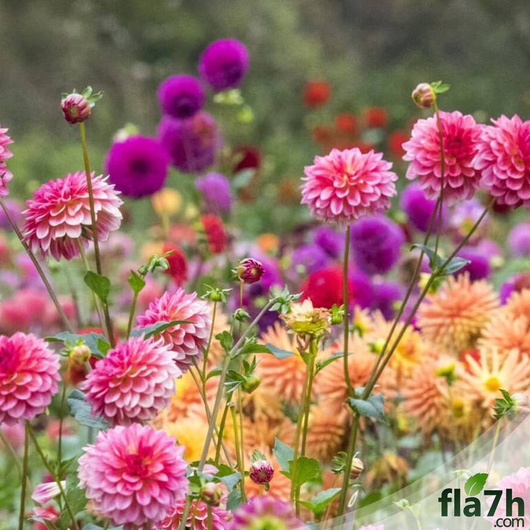 بذور زهور الاضاليا 20 بذرة - Dahlia