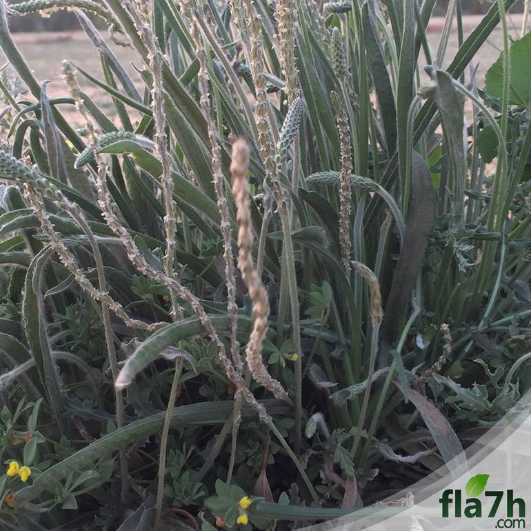 بذور عشبة الربلة 100 بذرة - Plantago ovata