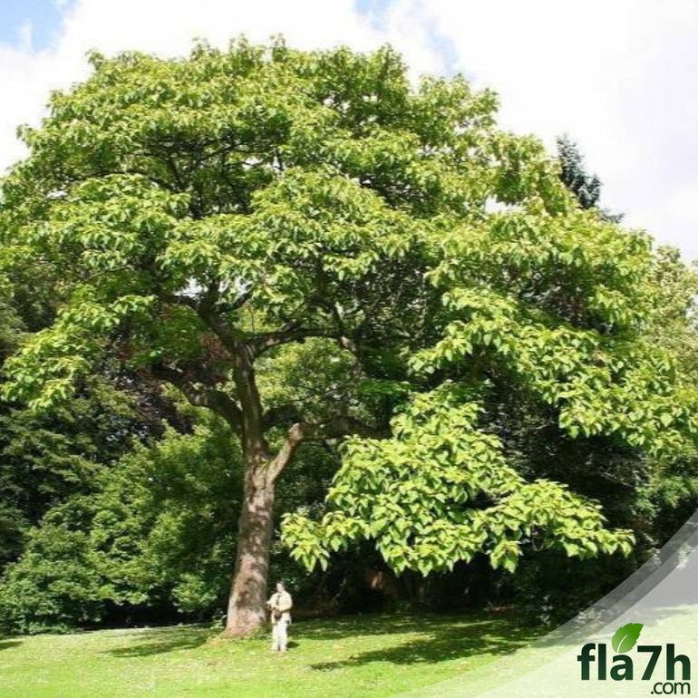 بذور شجرة ترمناليا أرجونا - Terminalia arjuna