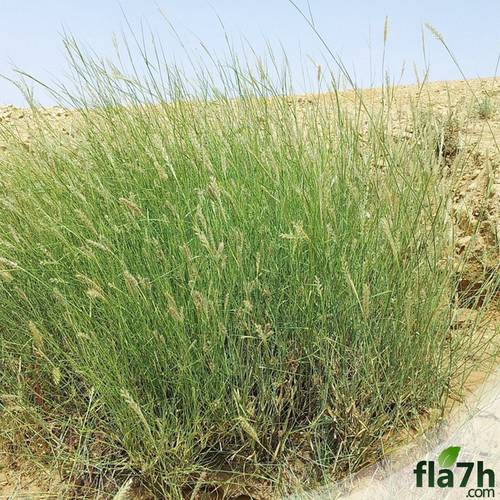 بذور الثمام 100 بذرة - Panicum