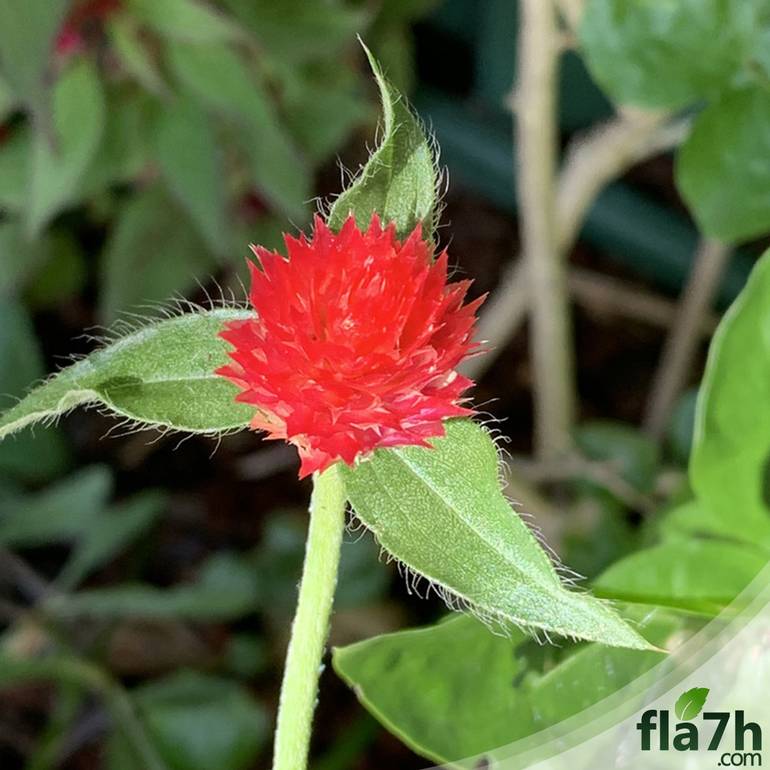 بذور زهور المدنة الحمراء - 50 بذرة Gomphrena Globosa
