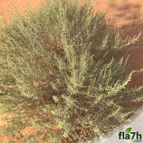 بذور شجرة الرمث 1000 بذرة - Haloxylon