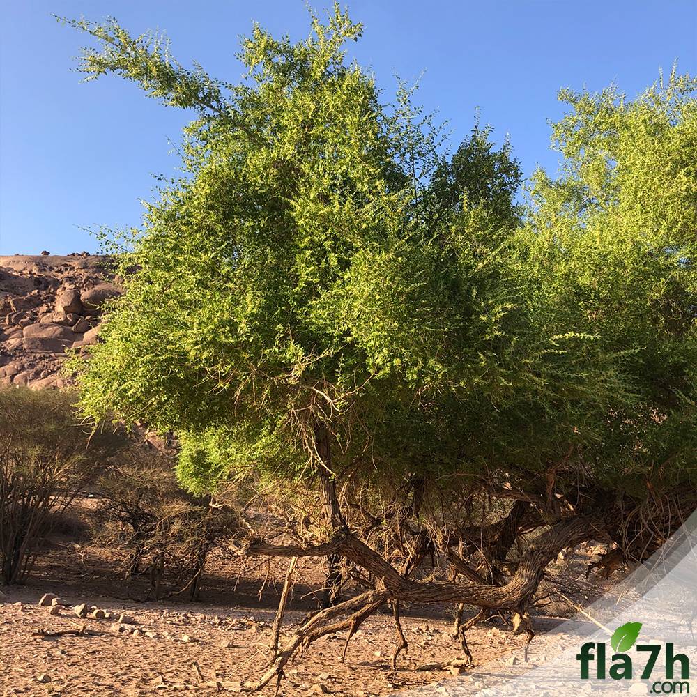 بذور السدر البري 50 بذرة- Rhamnus spina-christi