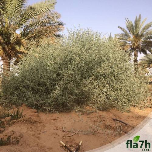 بذور عشبة القطف 1000 بذرة  - Atriplex halimus