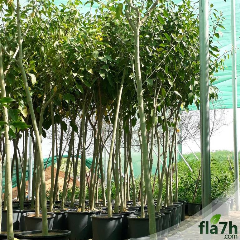 بذور فيكس التيسما - 100بذرة -  Ficus altissima