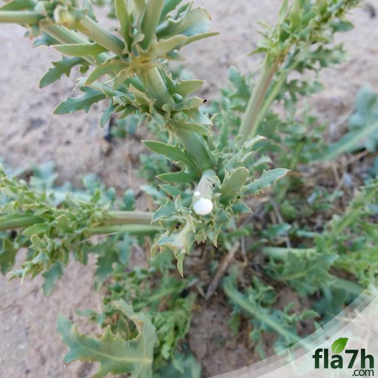 بذور نبات اليعضيد - العضيد- Urospermum