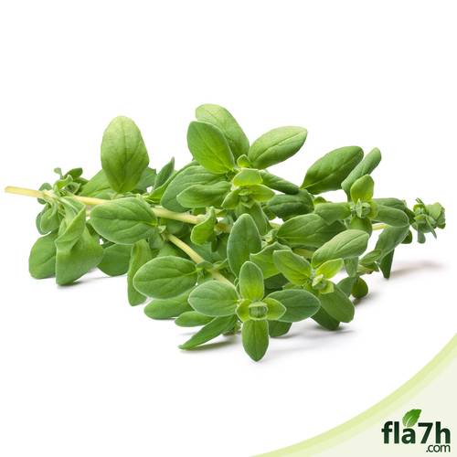 بذور البردقوش 50 بذرة - Origanum majorana