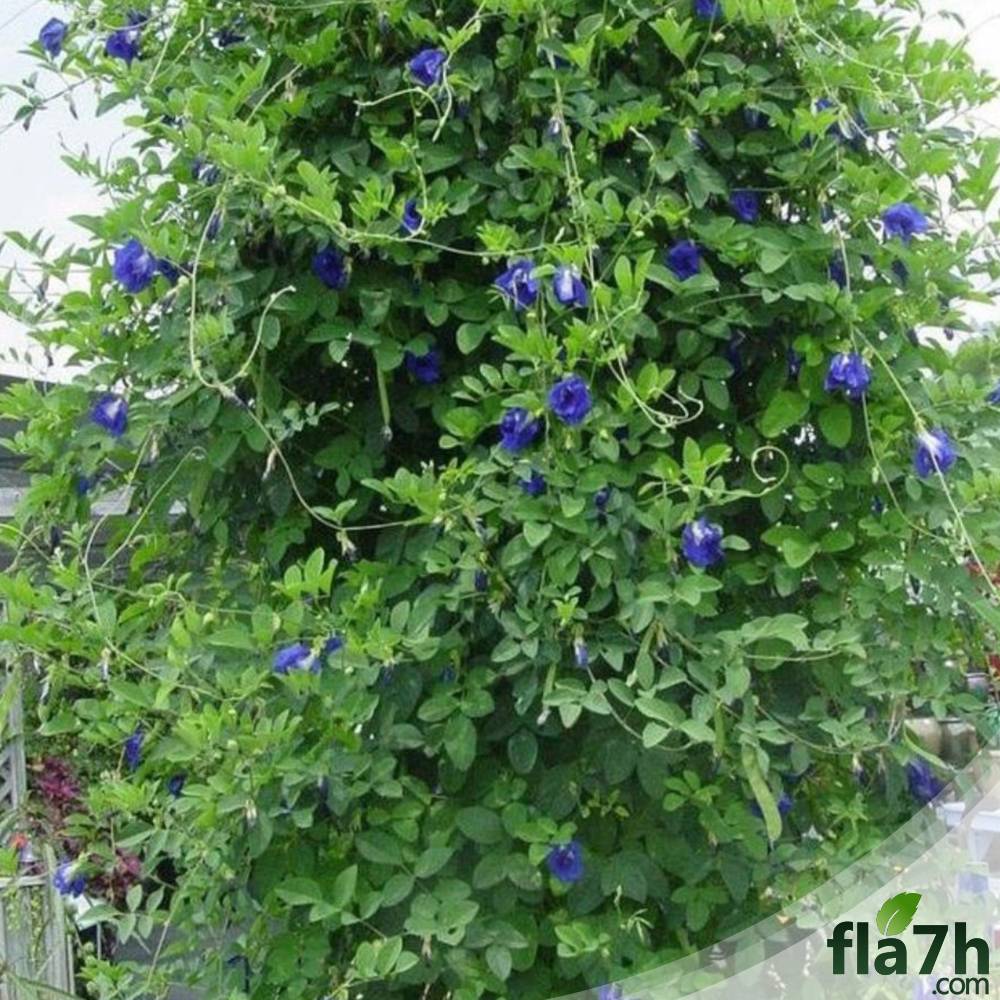 متسلقة الشاي الأزرق 30 بذرة - Butterfly pea flower tea