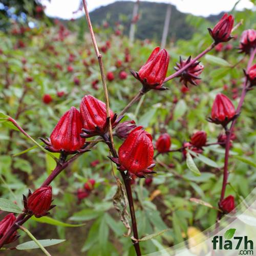 بذور شجيرة الكركديه 60 بذرة - Hibiscus sabdariffa