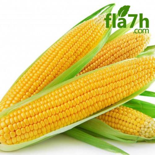 الذرة الصفراء ( هجين ) 100 بذرة  f1 -  yellow corn