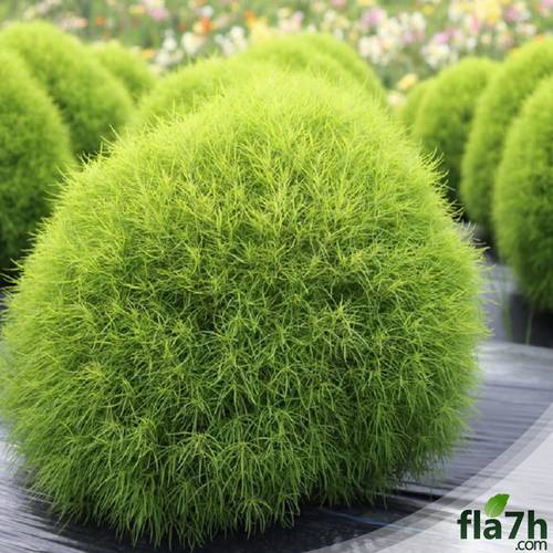 الكوشيا 70 بذرة-  Kochia scoparia