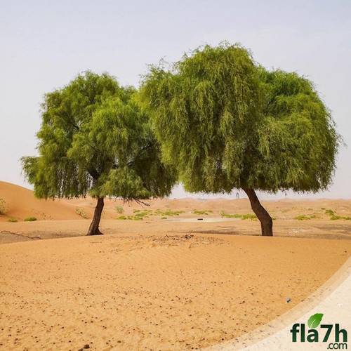 بذور الغاف الخليجي 50 بذرة - Prosopis