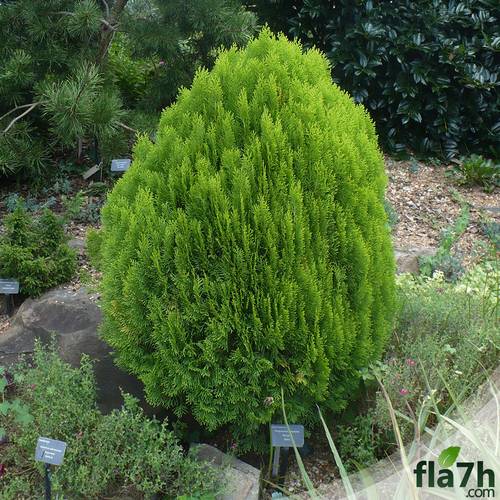 بذور نبات الثويا 40 بذرة Thuja Orientalis